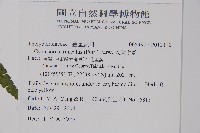 大葉毛蕨藏品圖，第2張