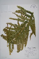 大葉毛蕨藏品圖，第3張