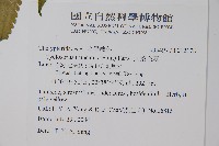 大葉毛蕨藏品圖，第4張