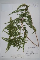 粗毛鱗蓋蕨藏品圖，第1張