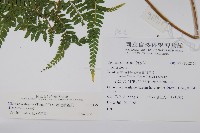 粗毛鱗蓋蕨藏品圖，第2張