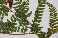 粗毛鱗蓋蕨藏品圖，第3張