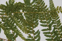 粗毛鱗蓋蕨藏品圖，第4張