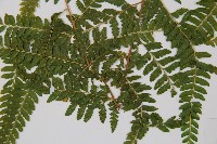 粗毛鱗蓋蕨藏品圖，第5張