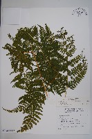 熱帶鱗蓋蕨藏品圖，第1張