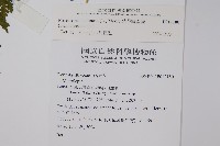 熱帶鱗蓋蕨藏品圖，第2張