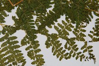 熱帶鱗蓋蕨藏品圖，第3張