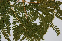 熱帶鱗蓋蕨藏品圖，第4張