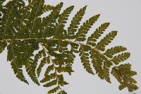 熱帶鱗蓋蕨藏品圖，第5張