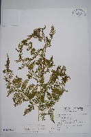 熱帶鱗蓋蕨藏品圖，第6張