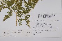 熱帶鱗蓋蕨藏品圖，第7張