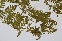 熱帶鱗蓋蕨藏品圖，第8張