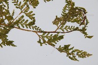 熱帶鱗蓋蕨藏品圖，第9張