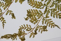 熱帶鱗蓋蕨藏品圖，第10張