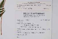 薄葉三叉蕨藏品圖，第2張