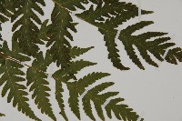 薄葉三叉蕨藏品圖，第3張