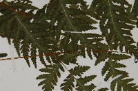 薄葉三叉蕨藏品圖，第4張