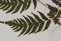 薄葉三叉蕨藏品圖，第5張