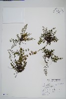 細葉碎米蕨藏品圖，第1張