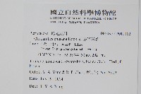 細葉碎米蕨藏品圖，第2張