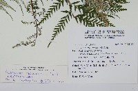 粉葉蕨藏品圖，第2張