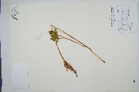 大陰地蕨、大羽陰地蕨藏品圖，第1張