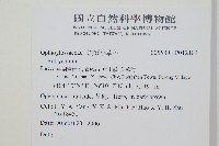 大陰地蕨、大羽陰地蕨藏品圖，第2張