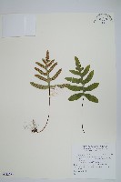 登錄號:P012185藏品圖，第1張