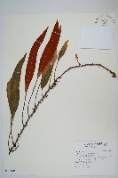 石葦藏品圖，第1張