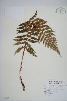 黑鱗耳蕨藏品圖，第1張