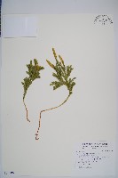 玉柏藏品圖，第1張