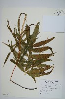 大葉鳳尾蕨藏品圖，第1張