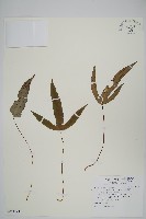 三葉茀蕨藏品圖，第1張