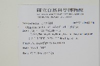 三葉茀蕨藏品圖，第2張