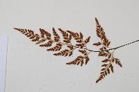 威氏鐵角蕨藏品圖，第3張