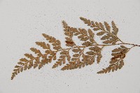 威氏鐵角蕨藏品圖，第4張