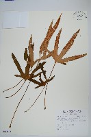 槭葉石葦藏品圖，第1張