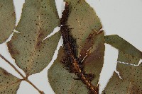 細齒貫眾蕨藏品圖，第3張