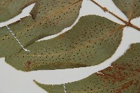 細齒貫眾蕨藏品圖，第4張