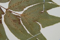 細齒貫眾蕨藏品圖，第5張