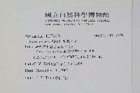 溪鳳尾蕨藏品圖，第2張