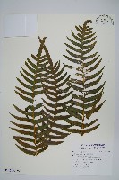 溪鳳尾蕨藏品圖，第3張