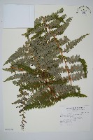 裡白藏品圖，第1張