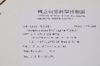 黑葉貞蕨藏品圖，第2張