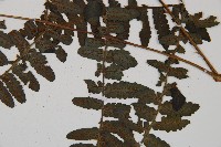 黑葉貞蕨藏品圖，第3張