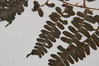 黑葉貞蕨藏品圖，第4張