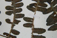 黑葉貞蕨藏品圖，第5張