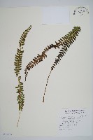 鋸齒葉耳蕨藏品圖，第1張