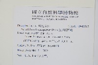 鋸齒葉耳蕨藏品圖，第2張