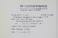 波氏星蕨藏品圖，第2張